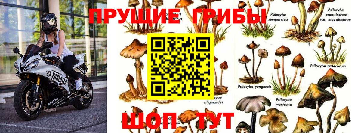 Галлюциногенные грибы Psilocybe Шадринск